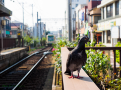 下町の夏風景..＃2