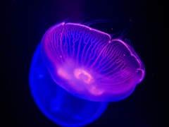 神秘の生き物..＃1