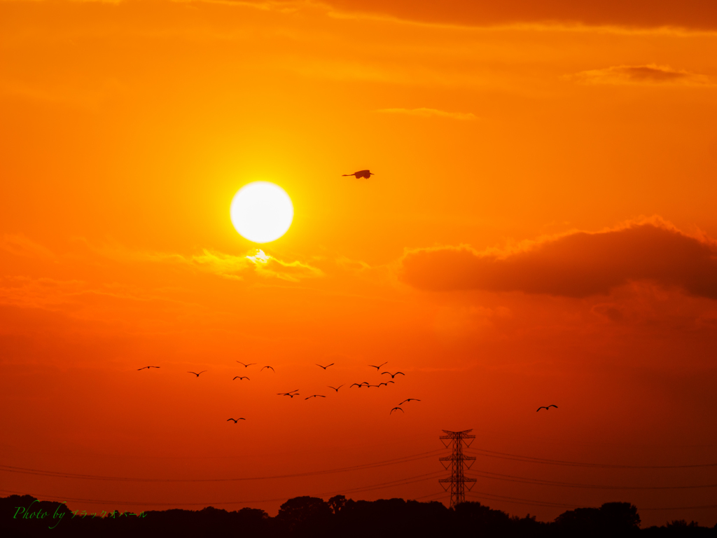 夕日に舞う..