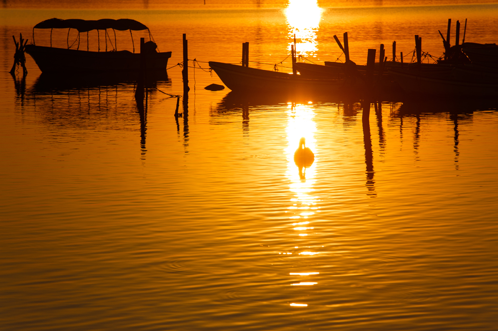 夕照に浮かぶ...