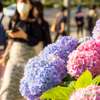 街角の紫陽花..