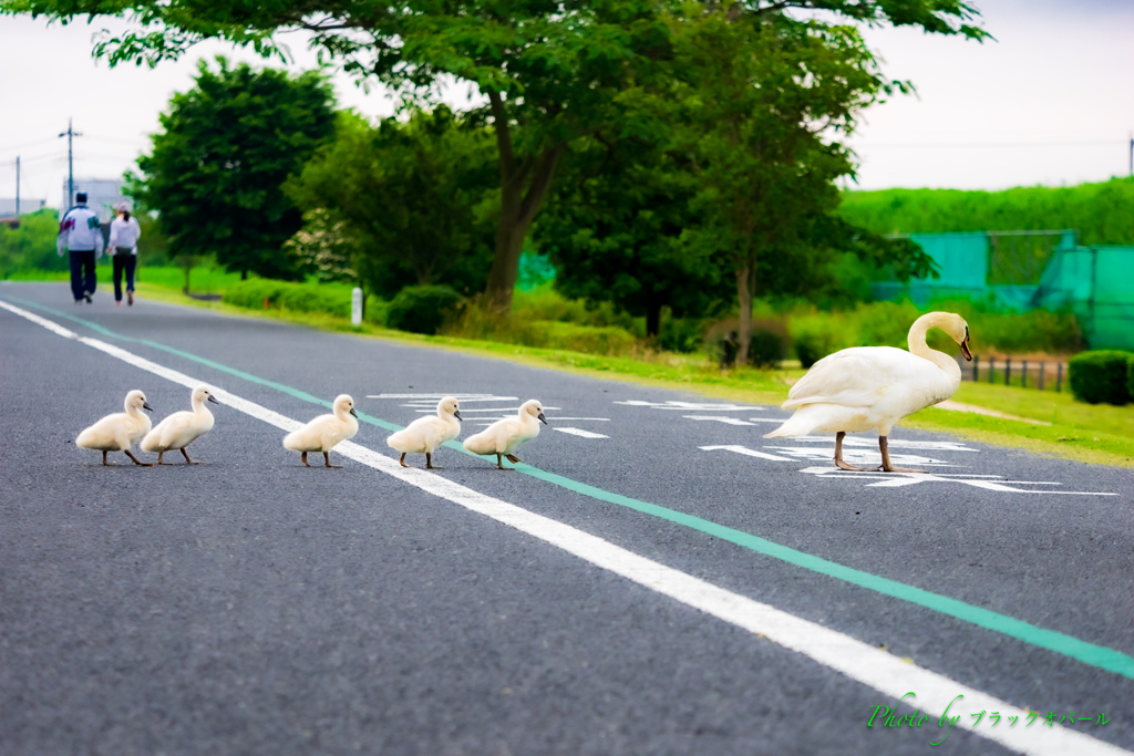 朝のお散歩。。