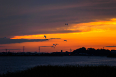 夕暮れの飛翔..７