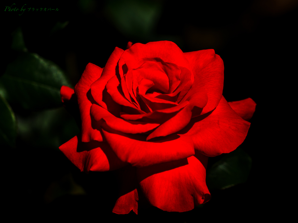 5月の薔薇たち..＃1 〜情熱の赤い薔薇〜