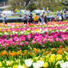 チューリップ日和..＃2