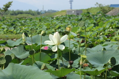 蓮根。