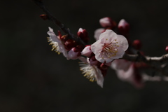 桜２