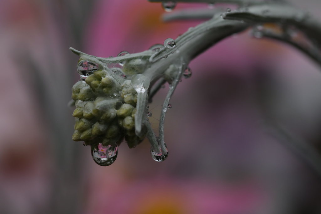 水玉３