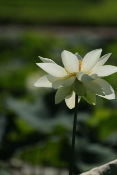 蓮