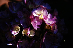 紫陽花。