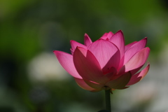 蓮