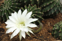 覇王樹の花