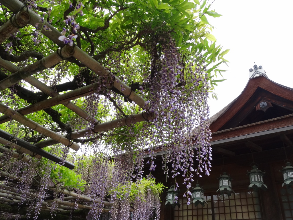 藤花