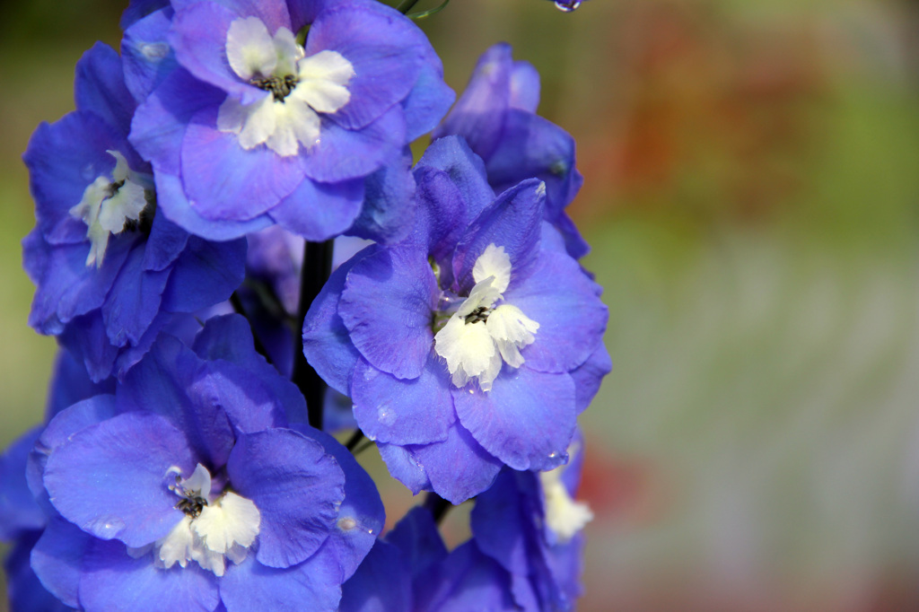 畑の花
