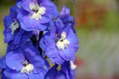 畑の花