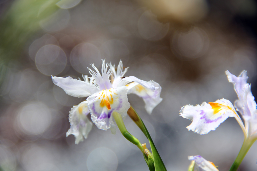 川沿いの花