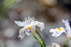 川沿いの花