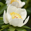 サンクタス（芍薬）