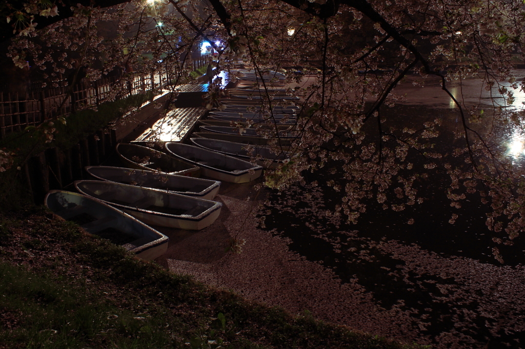 桜に染められて