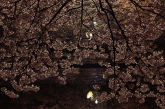 夜桜