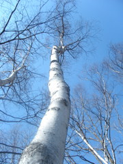 sirakaba