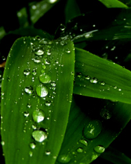 雨粒の行進