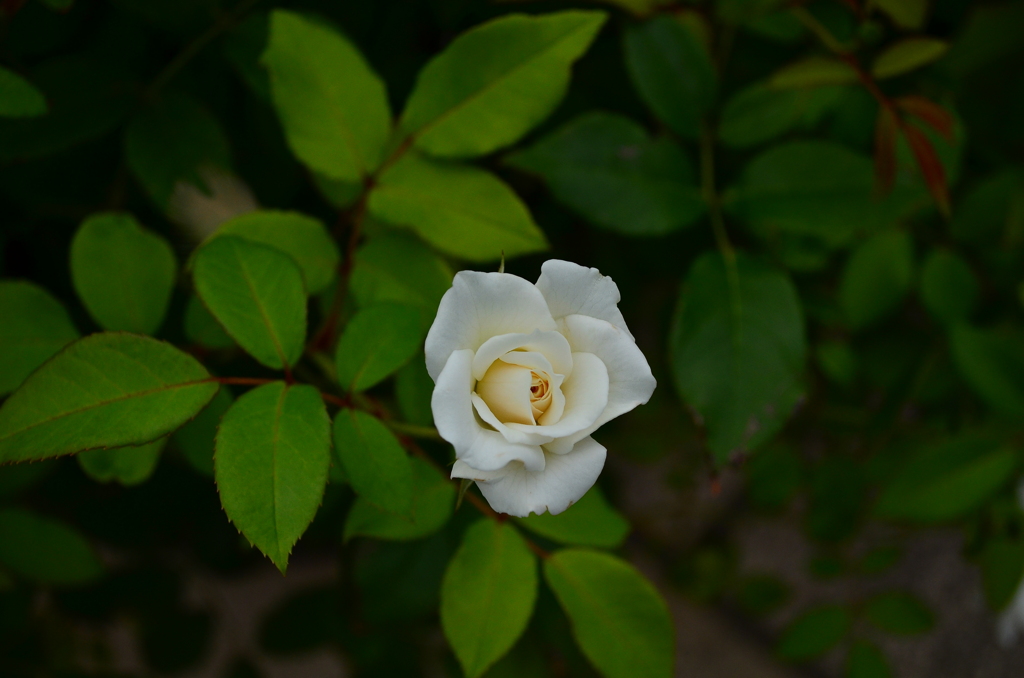 DSC_0506