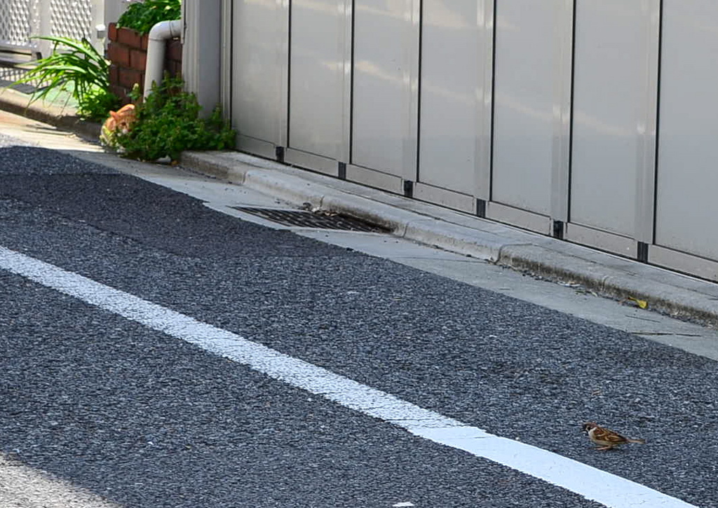 狙われた雀