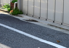 狙われた雀