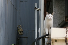 センター分け