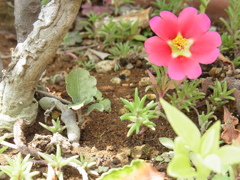 R0011037