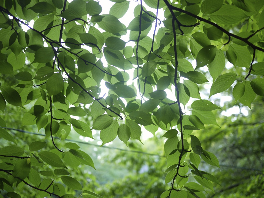 雨上がりの新緑