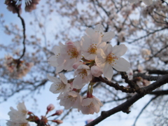 CIMG0068