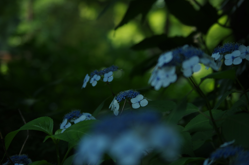 紫陽花