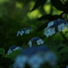 紫陽花