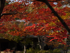 紅葉