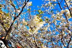 sakura