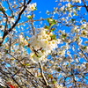 sakura