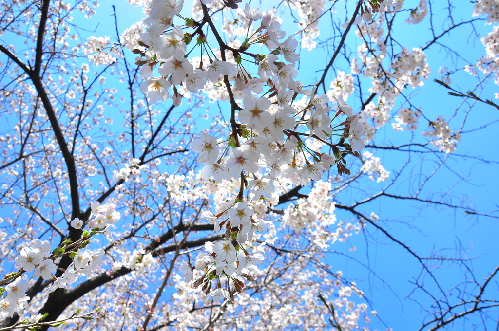 sakura