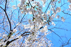 sakura