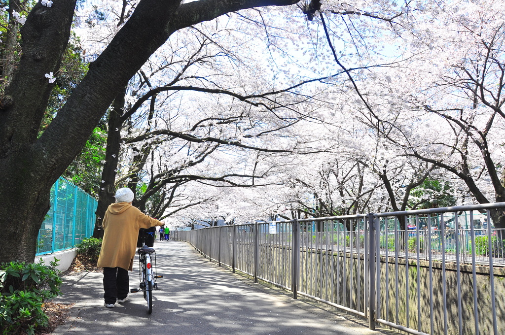 sakura