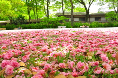 sakura