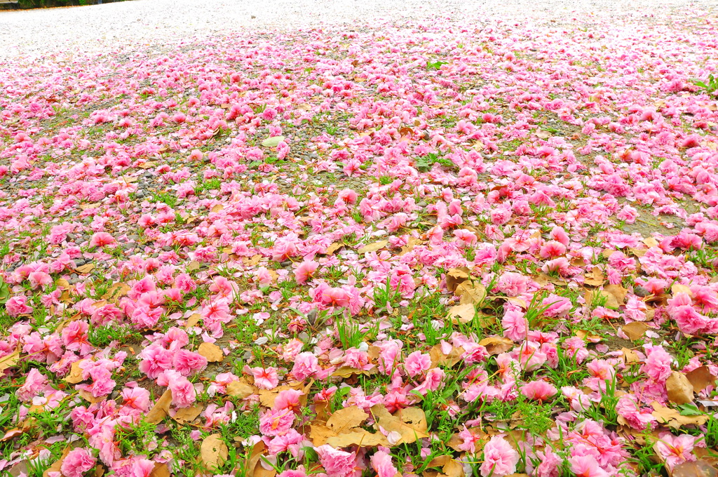 sakura
