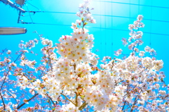 sakura