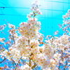 sakura