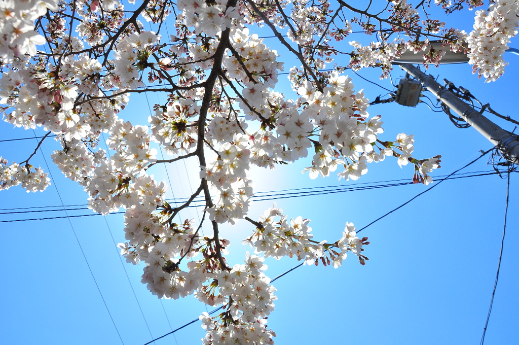 sakura