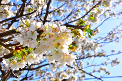 sakura