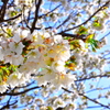 sakura