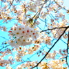 sakura