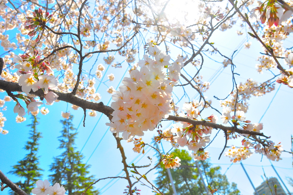 sakura